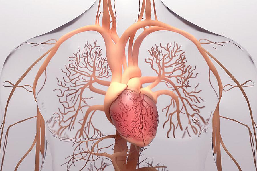 Aorta damarı