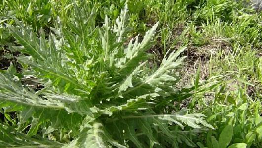 Şəfa mənbəyi sayılan bu ot