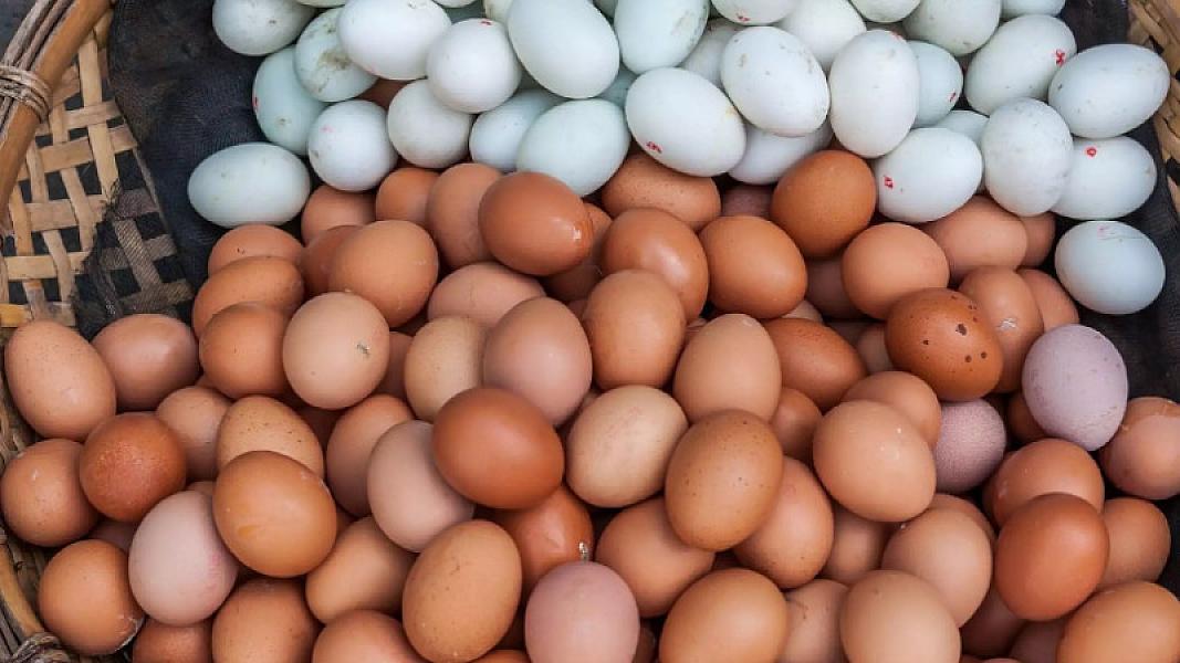 Azərbaycandan Rusiyaya 18 ton yumurta göndərilib