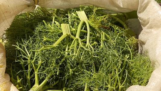 Min bir dərdin dərmanı -