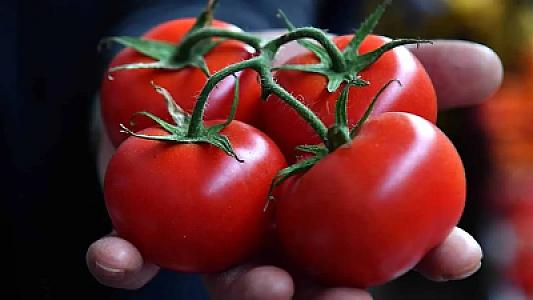 Pomidorun üzərindəki bu xətlər onun