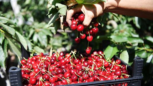 Bu xəstəliyi olan şəxslər albalı yeyərkən ehtiyatlı olmalıdır -