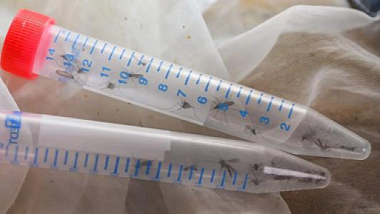 Şri-Lankada çikunqunya qızdırması yayılıb: