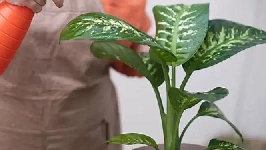 Bu bitkiyə toxundu,