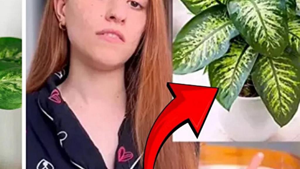 Bu bitkiyə toxundu, - 1