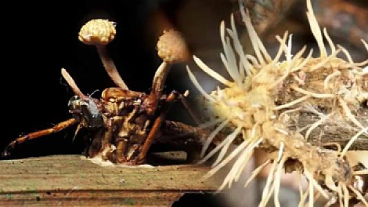 Dünya yeni böhranla üz-üzədir! Torpaqda və havada olur,