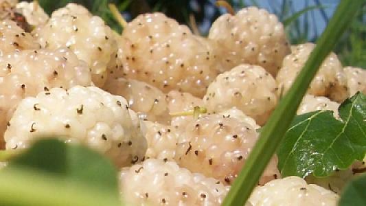 Ağ tutun inanılmaz