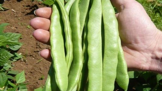 Yaşıl lobyanın inanılmaz faydaları: