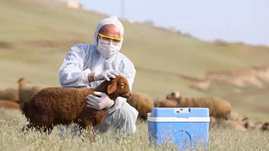 Heyvanlar üçün bioloji preparatlar istehsal edən obyektlərin