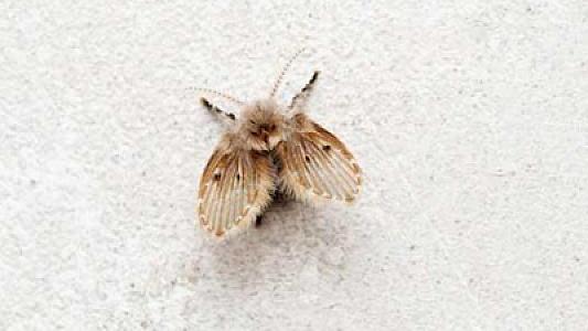 Hamamda bu milçəyi görənlər diqqətli olsun –