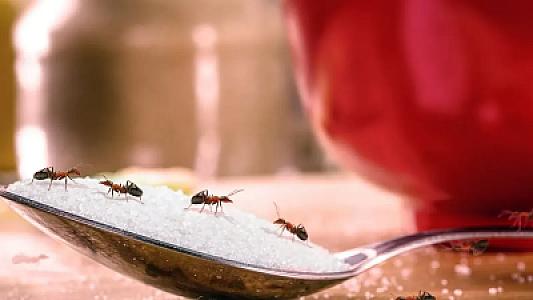 Qarışqaları mətbəxinizdən uzaq tutmağın sadə yolu: