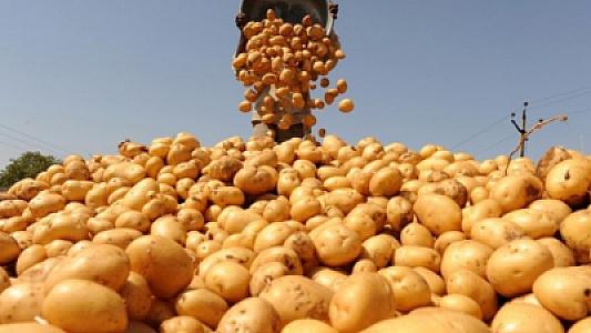 Azərbaycandan göndərilmiş 20 tondan çox kartof