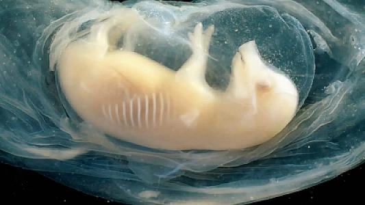 Çin alimləri ilk dəfə donuz embrionunda