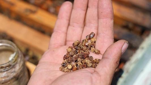 Əvvəllər zibil kimi atılırdı, indi kilosu 100 manata satılır -