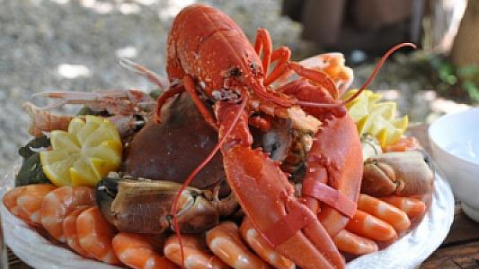 Krevet və dəniz tarakalarında ölümcül və sağalmaz bakterial infeksiya: