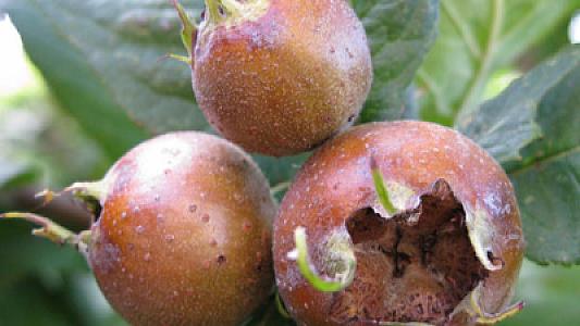 Əzgil bu xəstəliklərə dərmandır: