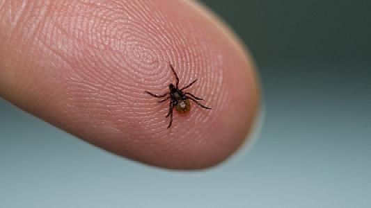 Gənələrdən necə qorunmalı?