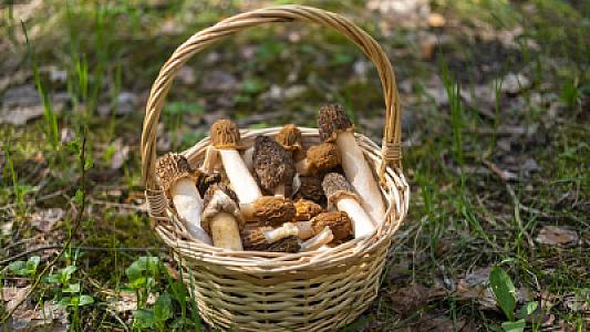 Doktor Myasnikov göbələklərdəki təhlükəli element barədə