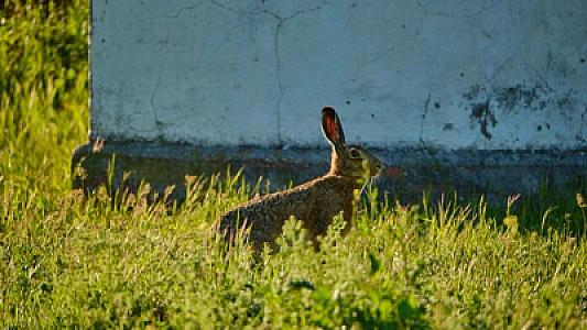 Həkim gənə və milçək vasitəsilə yayılan təhlükəli infeksiya