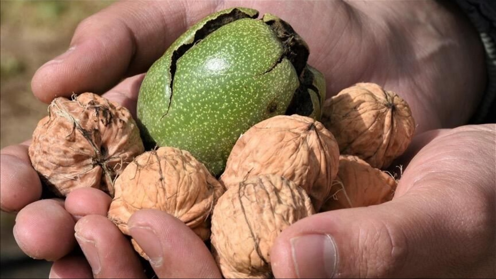 Gündə bir ovuc qoz yemək ürək sağlamlığını