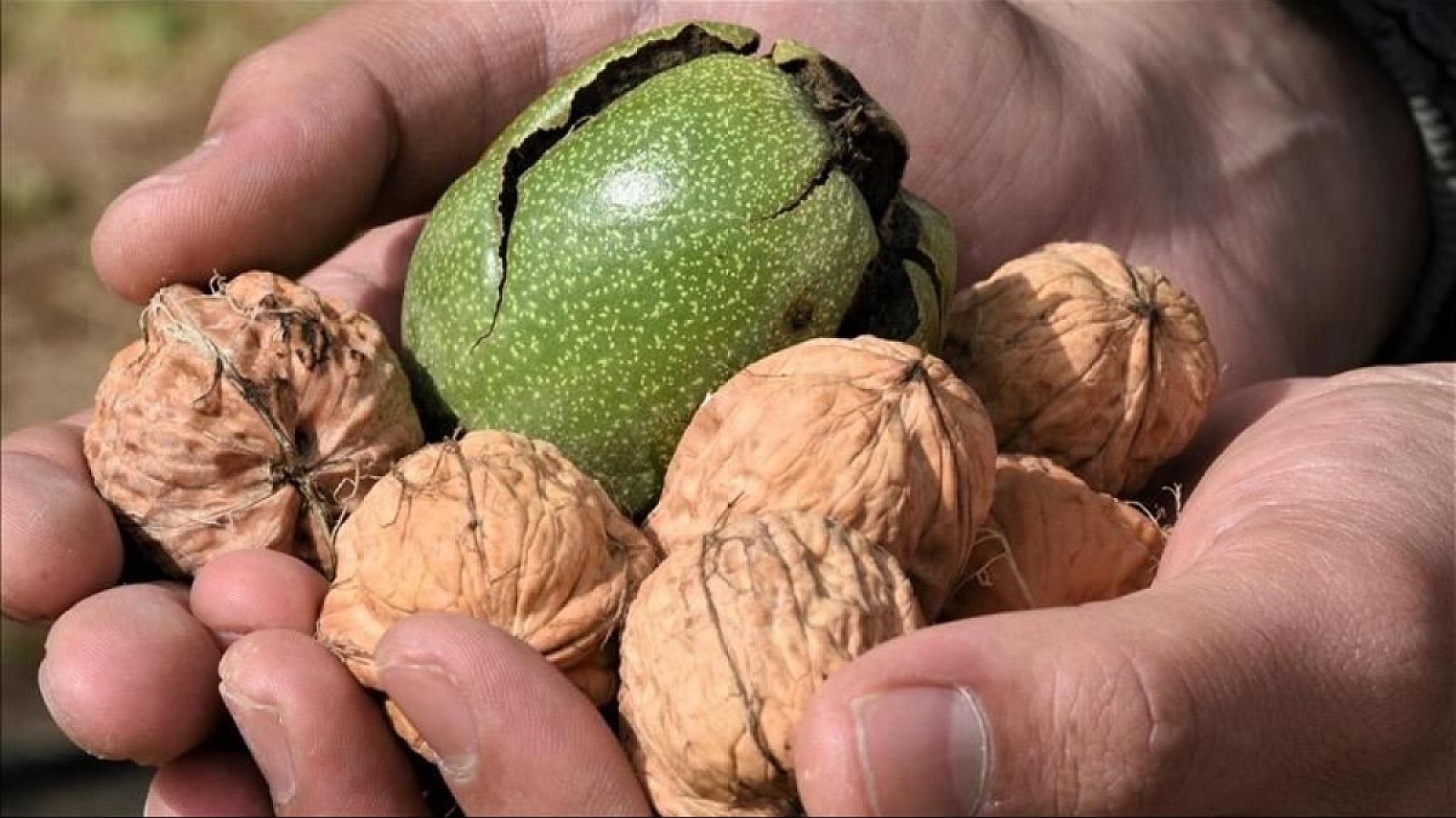 Gündə bir ovuc qoz yemək ürək sağlamlığını
