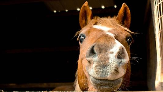 Uşaqların psixi sağlamlıq problemlərinin həllinə kömək edən