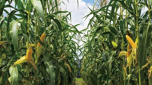 Çəki nəzarətindən şəkər tarazlığına qədər