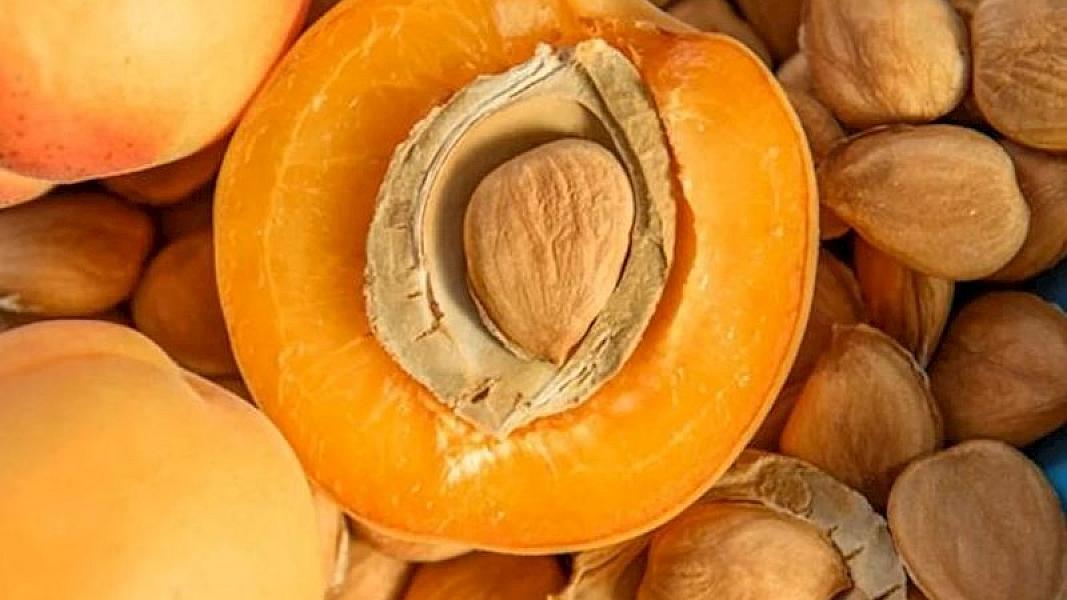 Ərik tumunda gizlənən təhlükə –