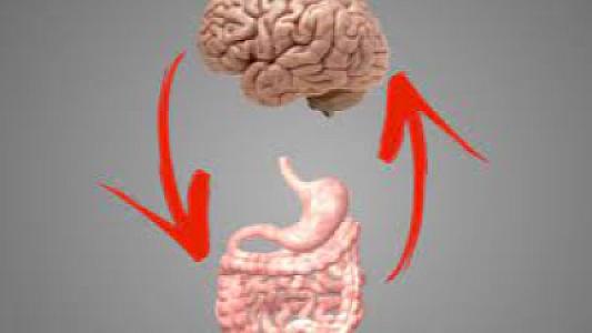Bağırsaqlar beyindən daha çox qərar verir: Yeni araşdırma