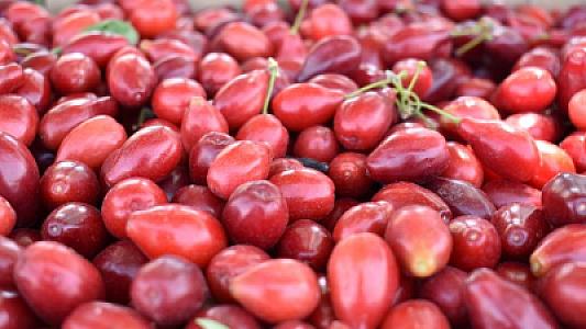 Zoğalın sağlamlıq faydaları nələrdir və