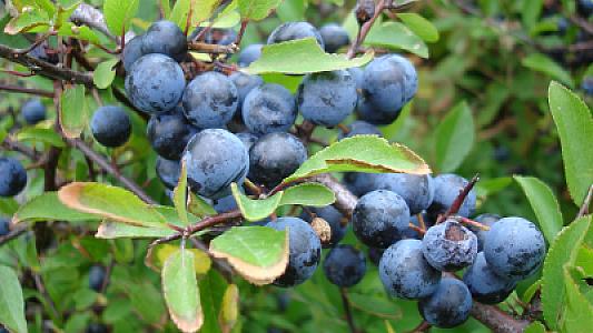 Orqanizmə saysız-hesabsız xeyir verir -