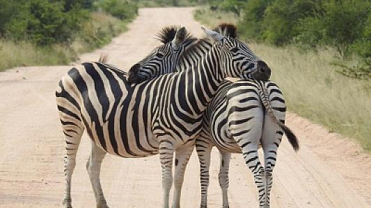 Zebra əslində hansı rəngdədir: