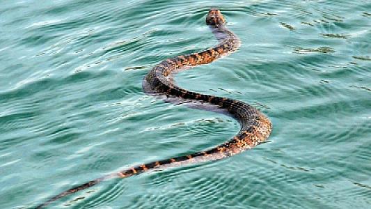 Bakı çimərliklərinə ilanların axını nəylə bağlıdır? -