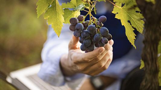 Üzüm əzələ gücünü artırır: