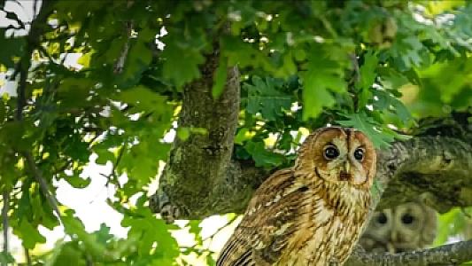 Evinizin ətrafında bayquş varsa, sevinin: