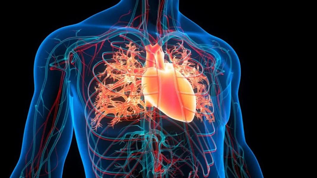 Ürəyi gücləndirən 4 meyvə: Daimi istehlak xolesterol səviyyəsini