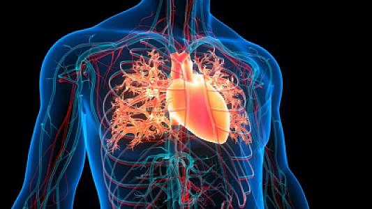 Ürəyi gücləndirən 4 meyvə: Daimi istehlak xolesterol səviyyəsini