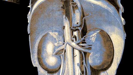 “Liver International”: Böyrəklər hepatit