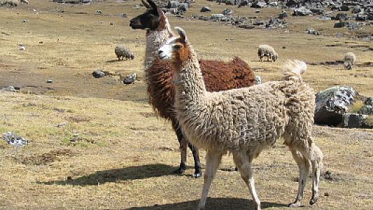 Lama qanından alınan zülal