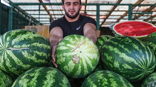 Bu 5 qaydanı bilsəniz, ən dadlı qarpızı