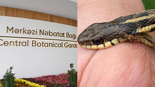 Mərkəzi Nəbatat Bağında azyaşlını ilan sancdı -