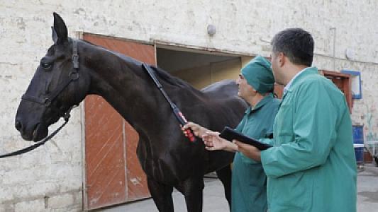 At, arı və donuzlarda təhlükəli xəstəliklərə qarşı ölkə üzrə