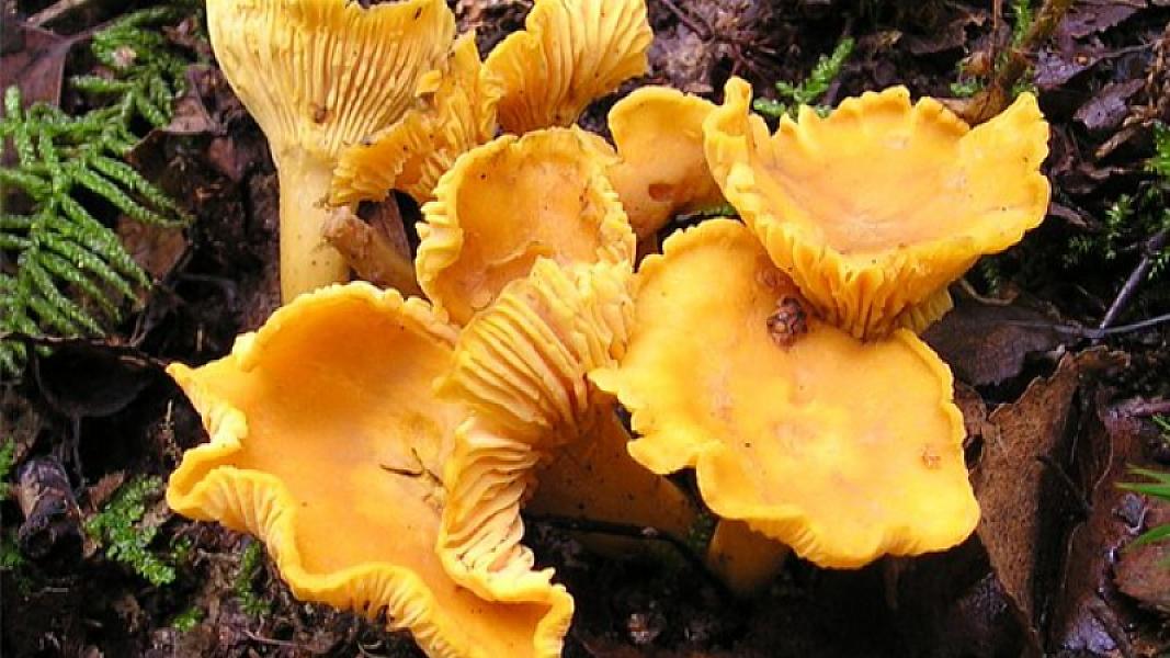 Cavanlaşdırıcı təsiri olan gözlənilməz məhsul