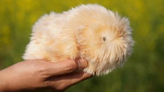 Yaponiyada robot heyvan çılğınlığı: