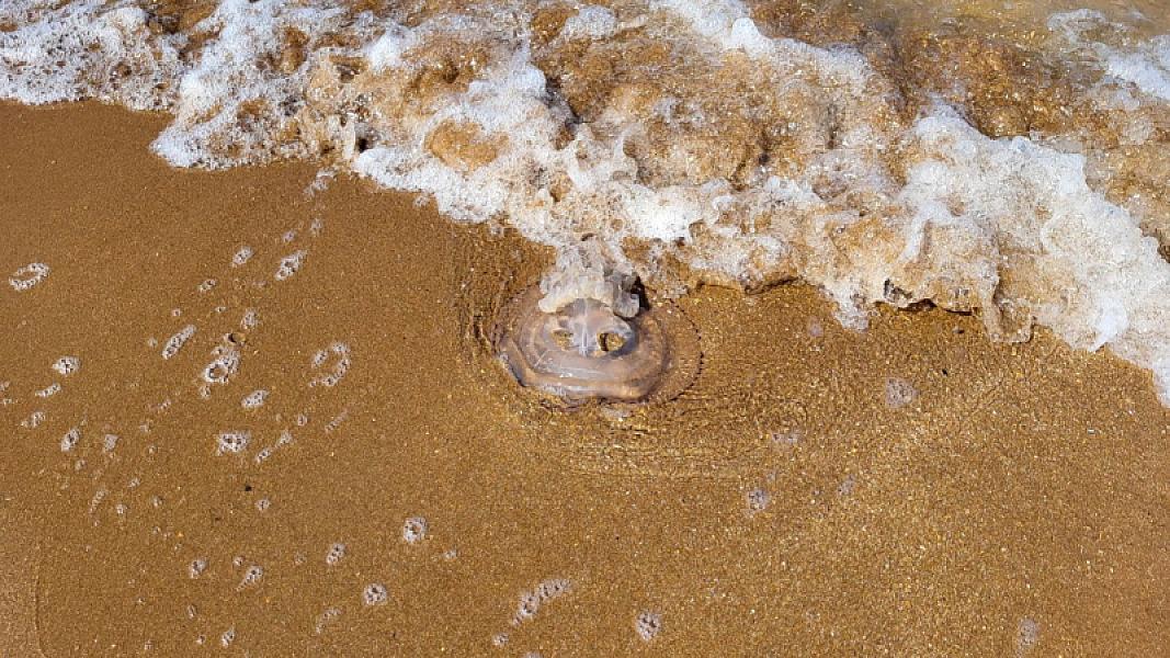 Meduza sizi sancdıqda nə etməlisiniz? -