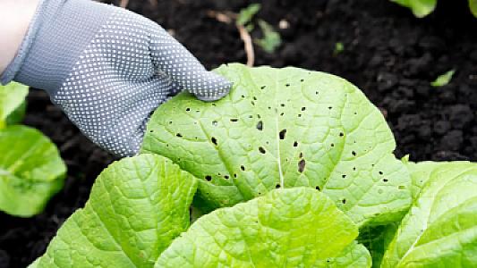 Bu bitkinin virusu amansız bir xəstəliyin