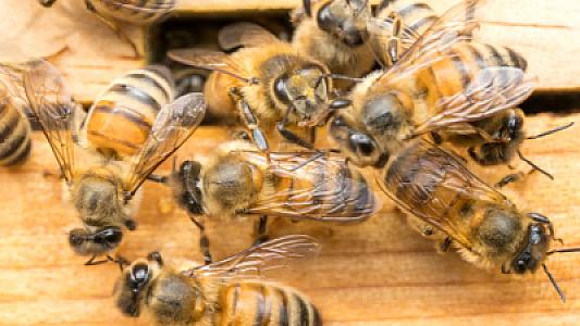 Arı zəhəri bu xərçəng növünü məhv edir: 