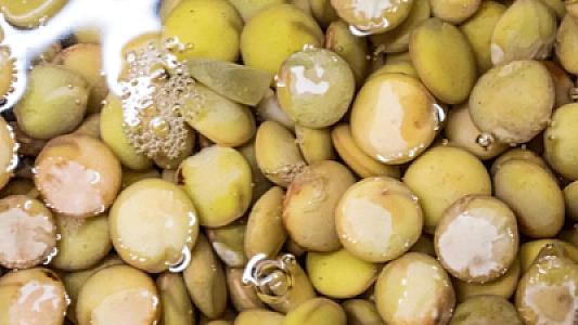 Tərkibində yumurtadan 10 dəfə çox protein,