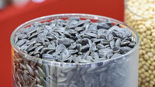 Günəbaxan tumunun gizli zərəri