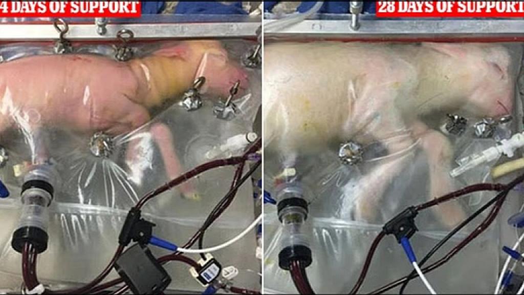 Robotlar uşaq doğacaq - - 2